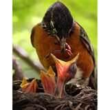 pictures of What To Feed A Baby Bird