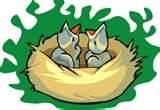 What To Feed A Baby Bird What To Feed A Baby Bird