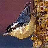 pictures of Peanut Bird Feeder