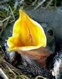 What To Feed A Baby Bird What To Feed A Baby Bird