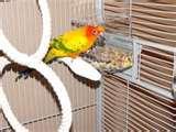No Mess Bird Feeder images No Mess Bird Feeder images