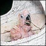 pictures of What To Feed A Baby Bird pictures of What To Feed A Baby Bird