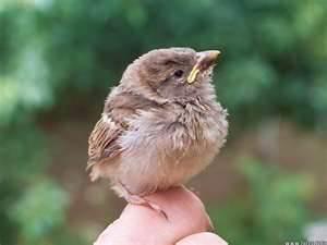 pictures of What To Feed A Baby Bird