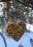 Homemade Bird Feeder Plans pictures Homemade Bird Feeder Plans pictures