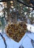 Homemade Bird Feeder Plans pictures