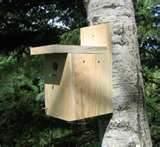 pictures of Plans For Bird Feeders