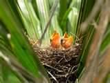 pictures of What To Feed A Baby Bird