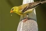 What To Feed A Baby Bird What To Feed A Baby Bird