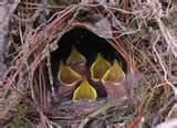 What To Feed A Baby Bird