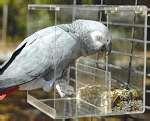 No Mess Bird Feeder photos No Mess Bird Feeder photos