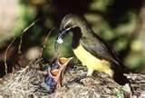 images of What To Feed A Baby Bird