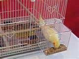 pictures of No Mess Bird Feeder pictures of No Mess Bird Feeder