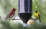 Homemade Bird Feeder Plans pictures