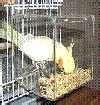 pictures of No Mess Bird Feeder pictures of No Mess Bird Feeder