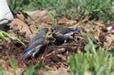 photos of What To Feed A Baby Bird