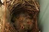 Finch Bird Feeders Finch Bird Feeders