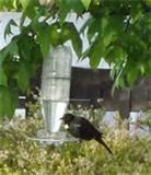 Water Bottle Bird Feeder