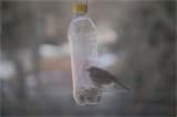 Water Bottle Bird Feeder