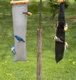 Finch Bird Feeders images Finch Bird Feeders images