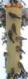Finch Bird Feeders pictures Finch Bird Feeders pictures