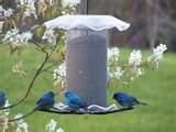 Finch Bird Feeders pictures Finch Bird Feeders pictures
