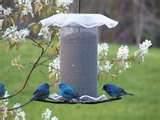 Finch Bird Feeders pictures