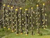 Finch Bird Feeders images Finch Bird Feeders images
