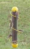 Bird Feeders For Sale Bird Feeders For Sale