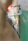 Finch Bird Feeders pictures Finch Bird Feeders pictures