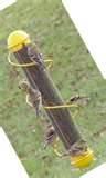 photos of Finch Bird Feeders photos of Finch Bird Feeders