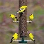 Finch Bird Feeders images