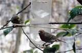 Water Bottle Bird Feeder Photos