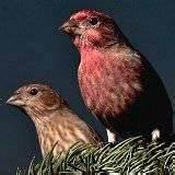 Finch Bird Feeders Finch Bird Feeders