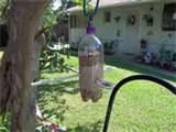 Water Bottle Bird Feeder Pictures