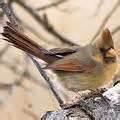 Bird Feeding Baby images