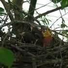 What To Feed Baby Birds