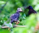 Bird Feeding Baby images