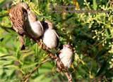 Bird Feeding Baby pictures