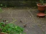 Ground Bird Feeders pictures Ground Bird Feeders pictures