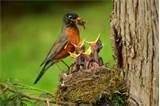images of Bird Feeding Baby