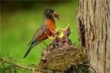images of Bird Feeding Baby images of Bird Feeding Baby