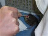 Bird Feeding Baby Bird Feeding Baby