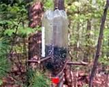 photos of Pop Bottle Bird Feeder