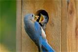 Bird Feeding Baby images