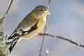 Ground Bird Feeders photos Ground Bird Feeders photos