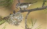 pictures of Bird Feeding Baby pictures of Bird Feeding Baby