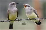 Pictures of What To Feed Baby Birds