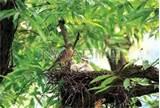 pictures of Bird Feeding Baby