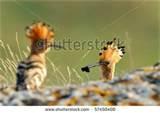 Bird Feeding Baby Bird Feeding Baby
