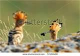 Bird Feeding Baby